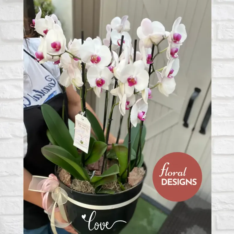 Maceta grande de 4 orquídeas personalizada