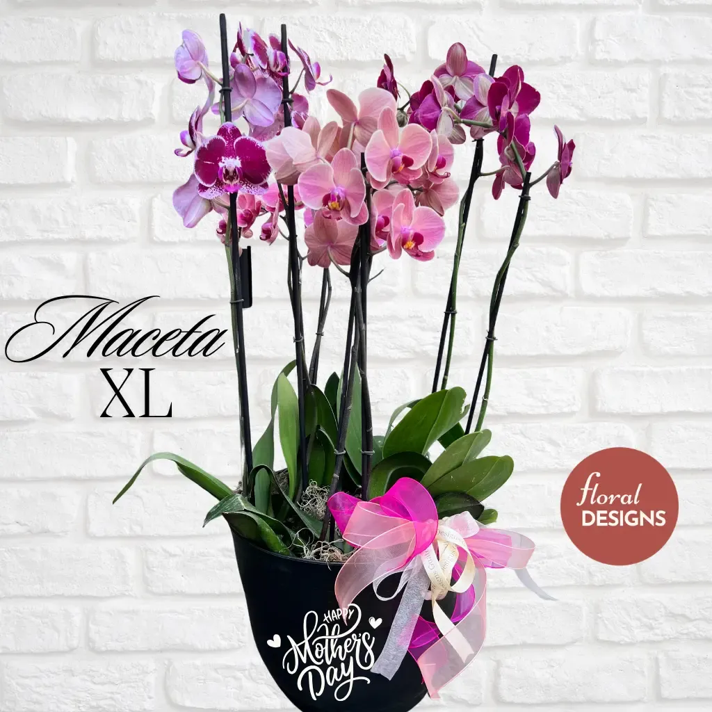 Maceta XL de 4 orquídeas personalizada