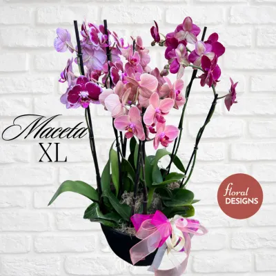 Maceta XL de 4 orquídeas personalizada