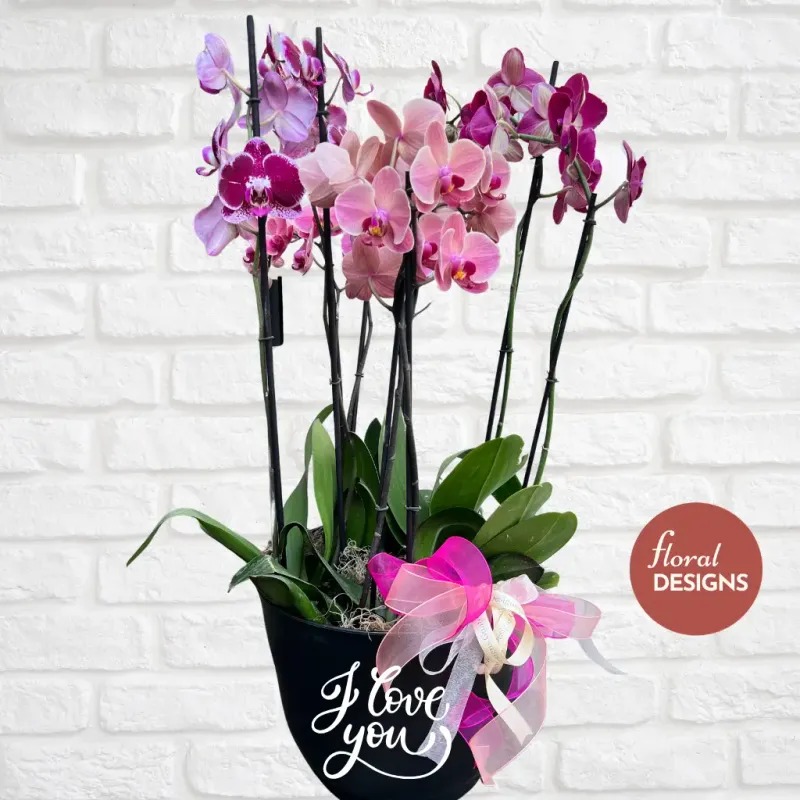 Maceta grande de 4 orquídeas personalizada