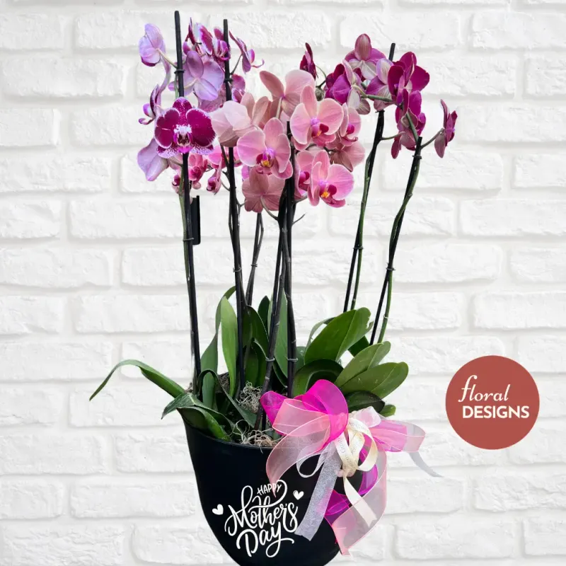 Maceta grande de 4 orquídeas personalizada