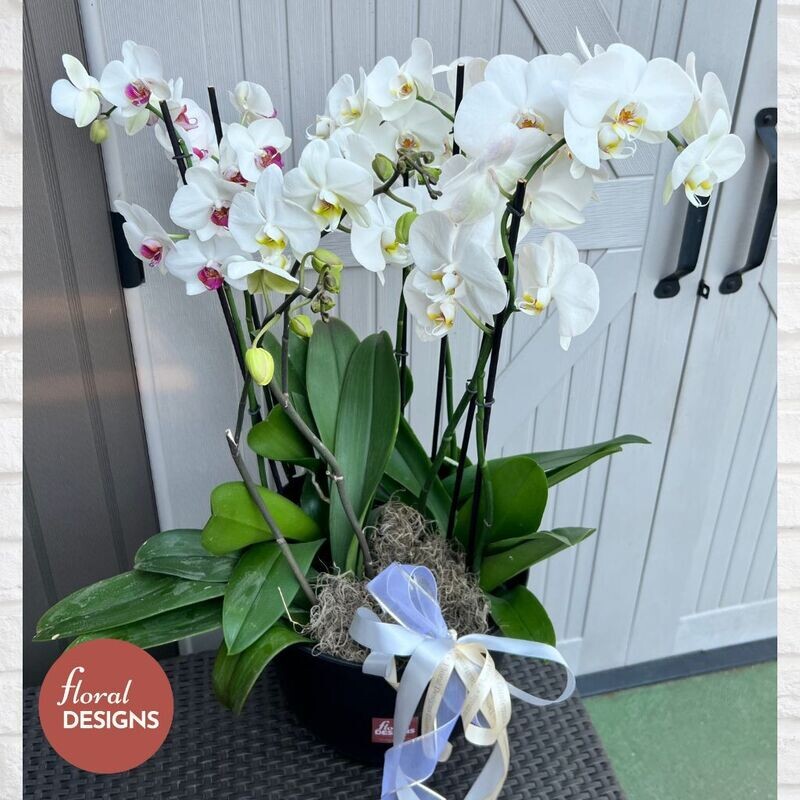 Maceta grande de 4 orquídeas personalizada