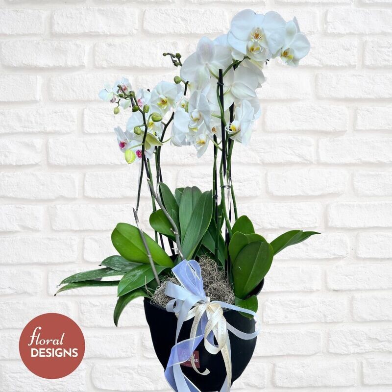 Maceta grande de 4 orquídeas personalizada