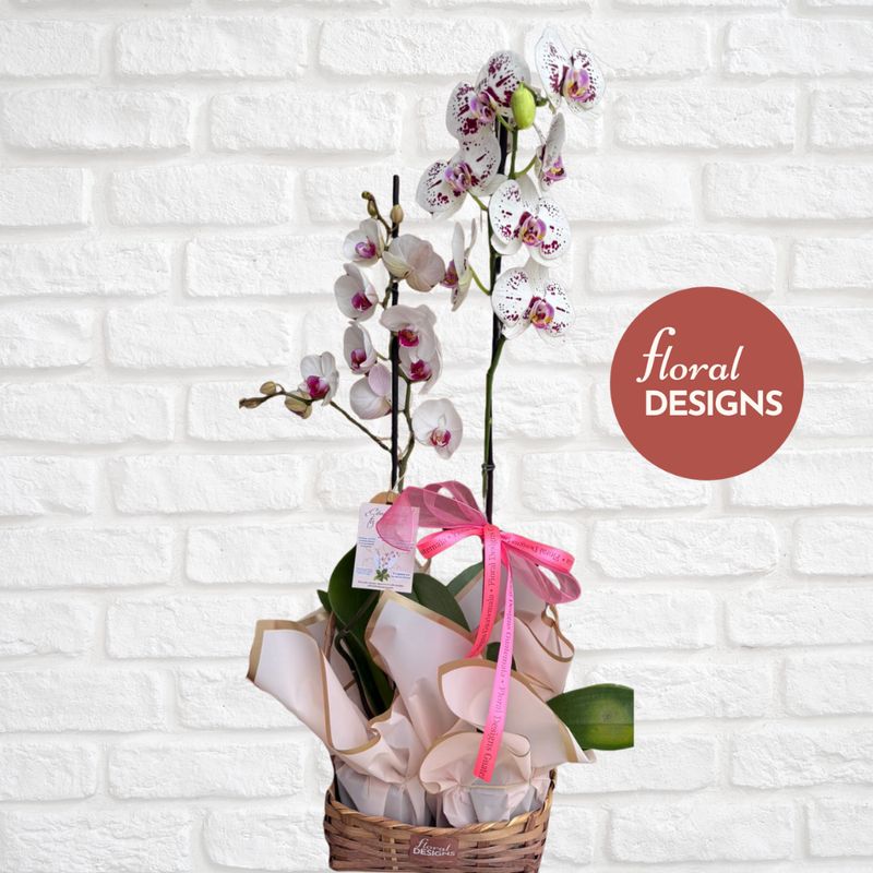 Cesta de 2 orquídeas