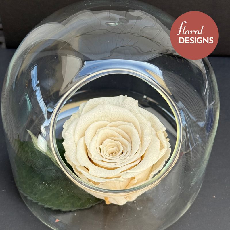 Rosa preservada crema en cápsula de cristal