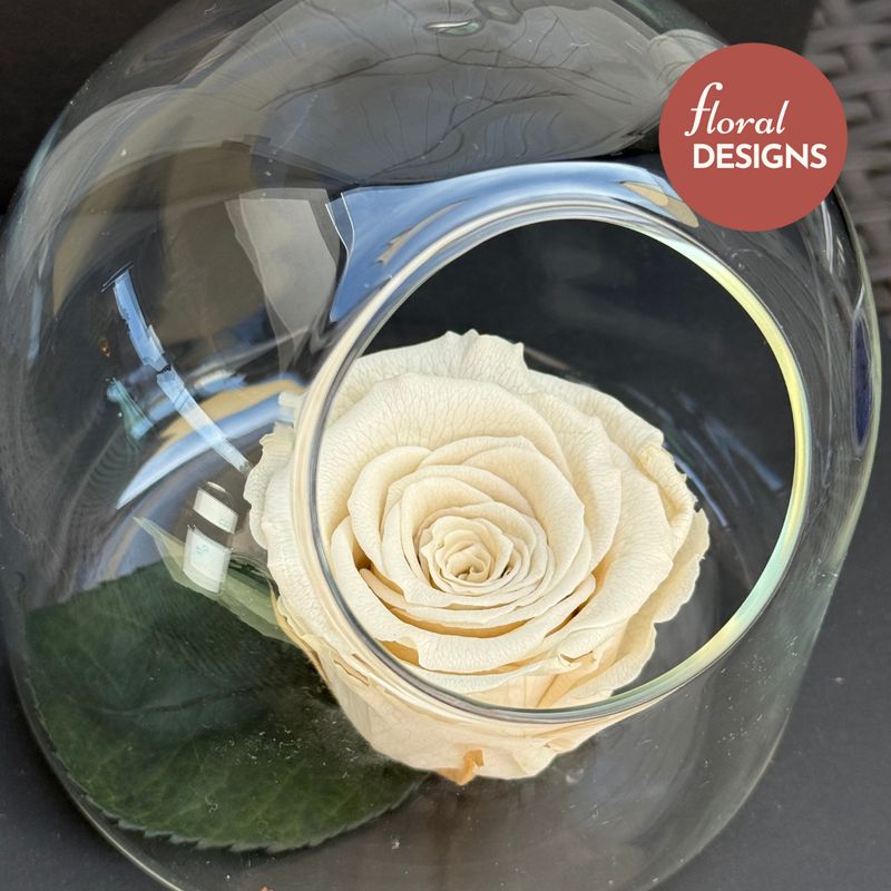 Rosa preservada crema en cápsula de cristal