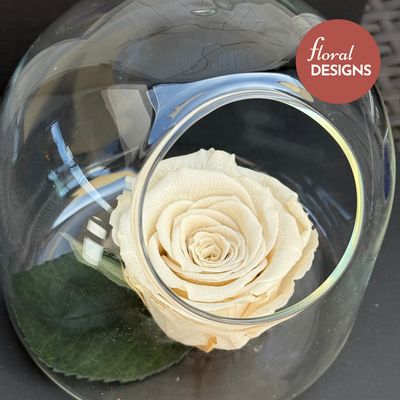Rosa preservada crema en cápsula de cristal