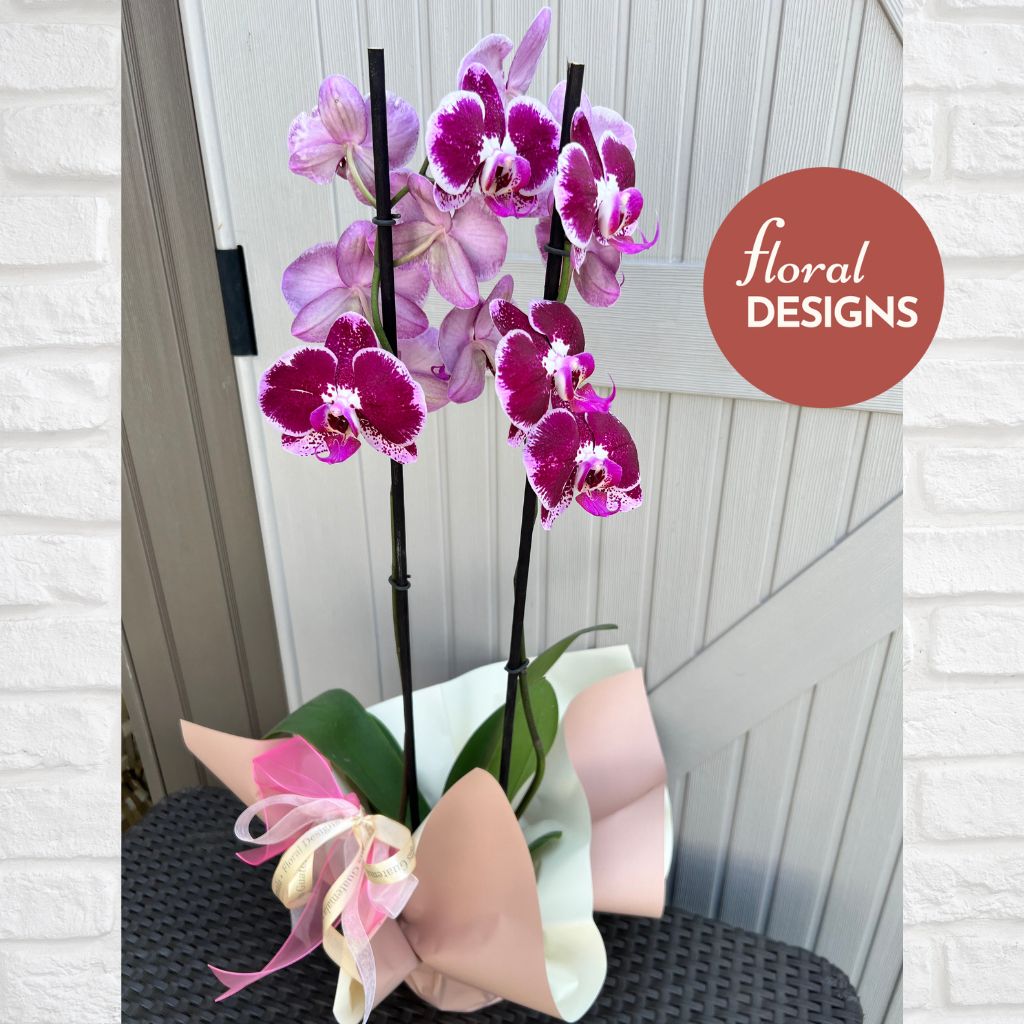 Orquídea Phalaenopsis