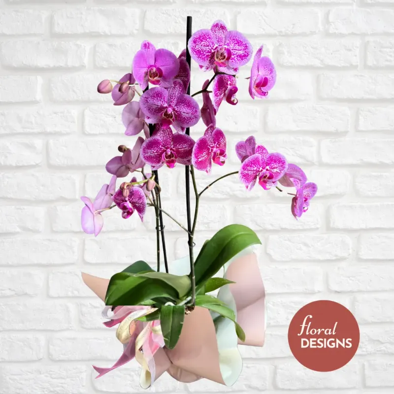 Orquídea Blossom de dos tallos