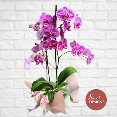 Orquídea Blossom de dos tallos