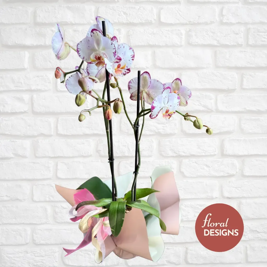 Orquídea Brisa de dos tallos