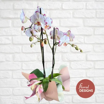 Orquídea Brisa de dos tallos