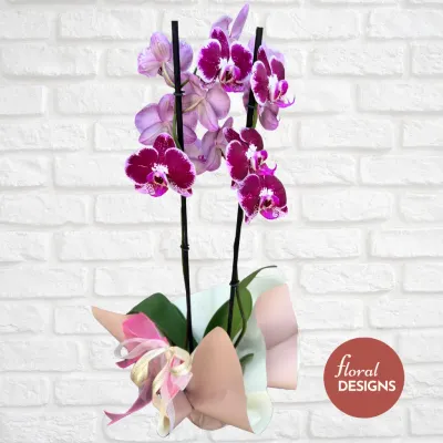 Orquídea Beleza de dos tallos