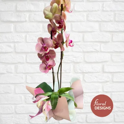 Orquídea Sunny de dos tallos