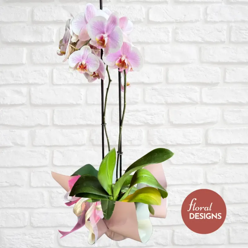 Orquídea Blush de dos tallos