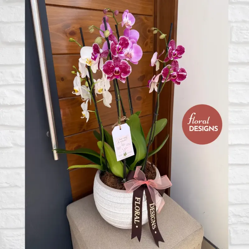 Paradise Delux M - Maceta cerámica de 7 Orquídeas