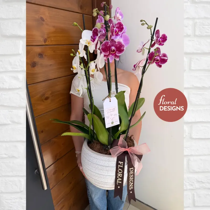 Paradise Delux M - Maceta cerámica de 7 Orquídeas