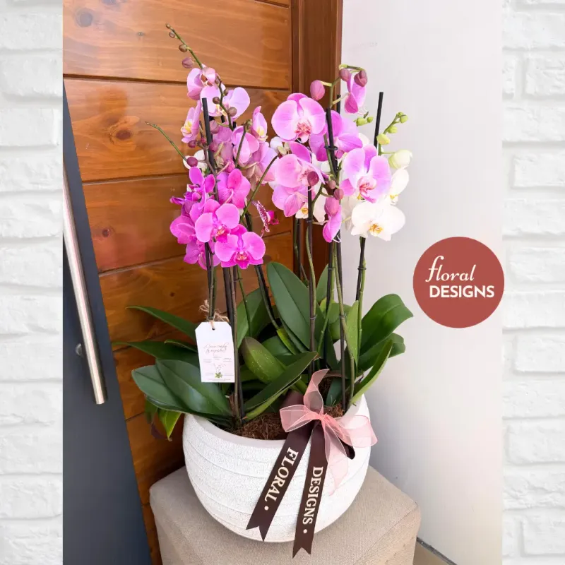 Paradise Delux L - Maceta cerámica de 3 Orquídeas