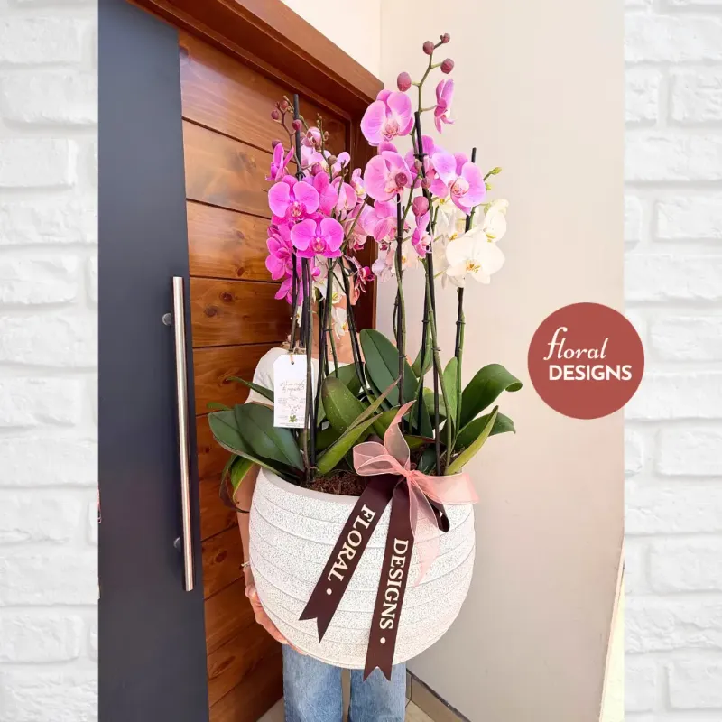 Paradise Delux L - Maceta cerámica de 3 Orquídeas