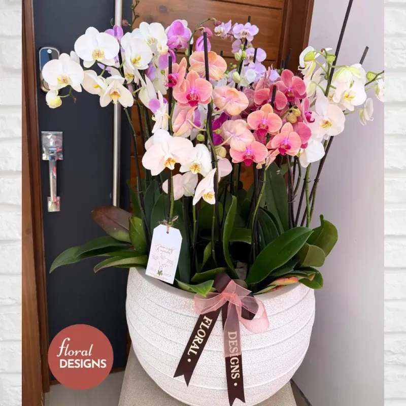 Paradise Delux XL - Arreglo de 12 Orquídeas