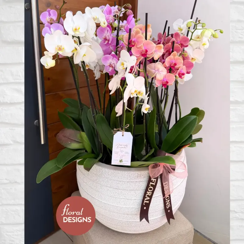 Paradise Delux XL - Arreglo de 12 Orquídeas