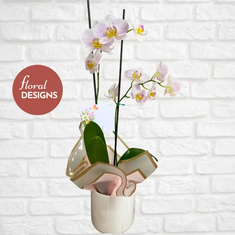 Orquídea Elegance | Orquídea Natural en Base Cerámica Decorada