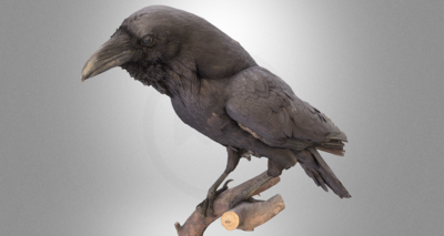 Raven 3D Model
