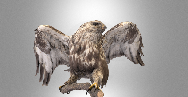 3D Model for Rough-legged buzzard