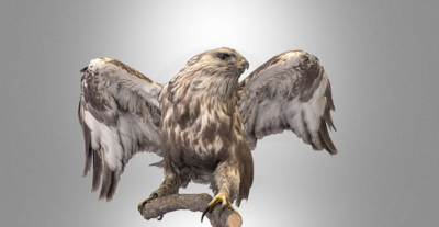 3D Model for Rough-legged buzzard
