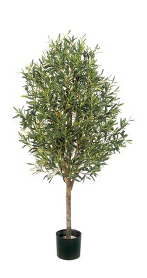 NATURAL OLIVE VINE TREE WITH FRUITS