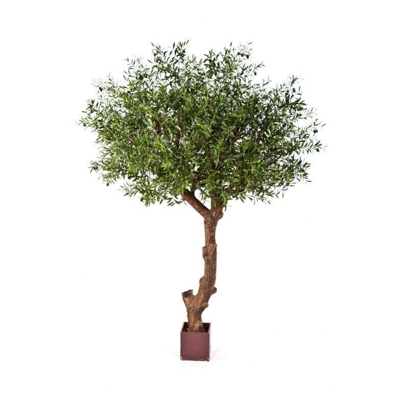 NATURAL OLIVE TREE POLY TRUNK
