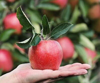 Frutta Pura