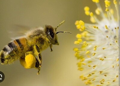 Pollen