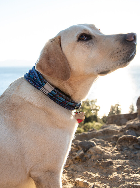 Buff - Dog Reflective Neckwear