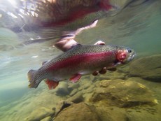 Guided Fishing Trips