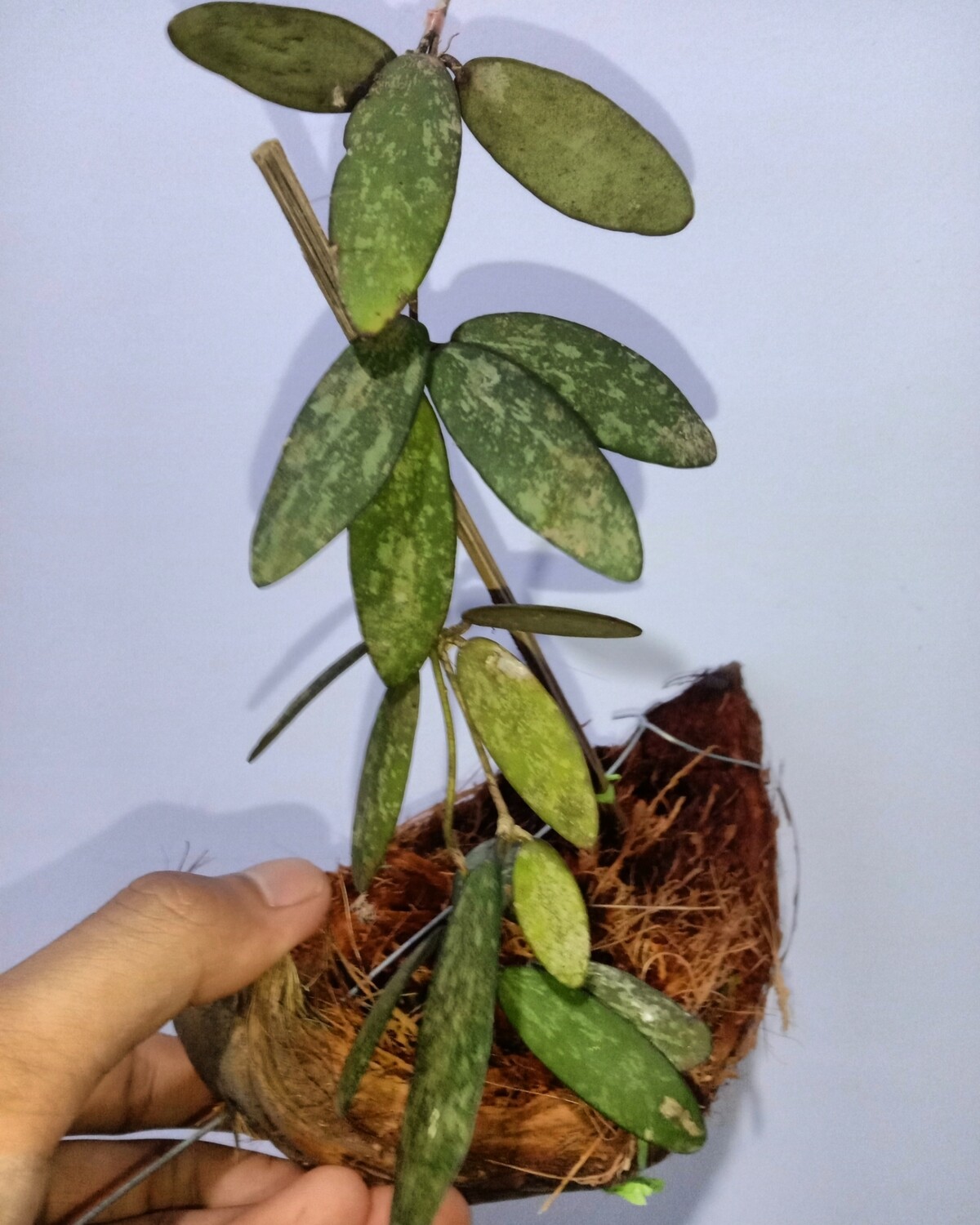 Hoya sigiilatis borneo