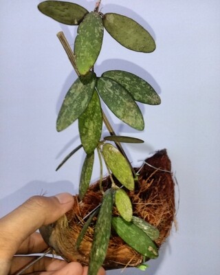 Hoya sigiilatis borneo