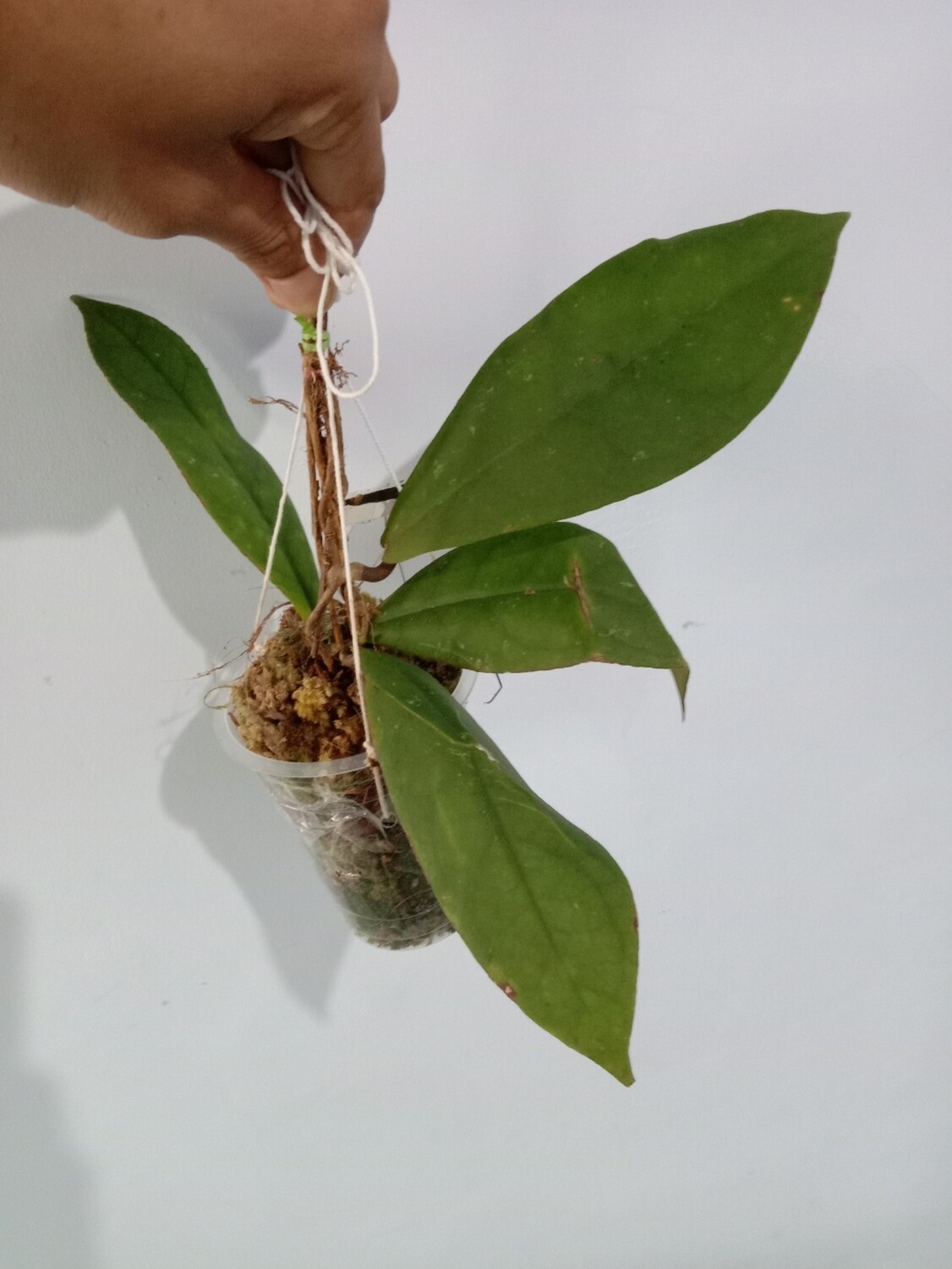 Hoya mitrata hijau borneo
