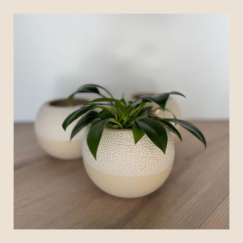 Pot Elly - Home Delight