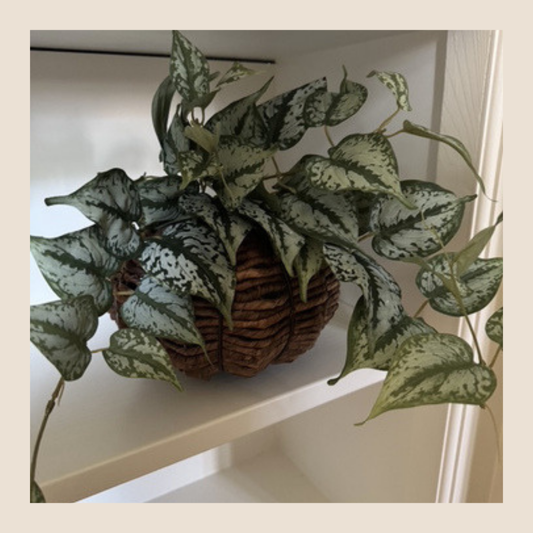 Kunstplant - Scindapsus hanger