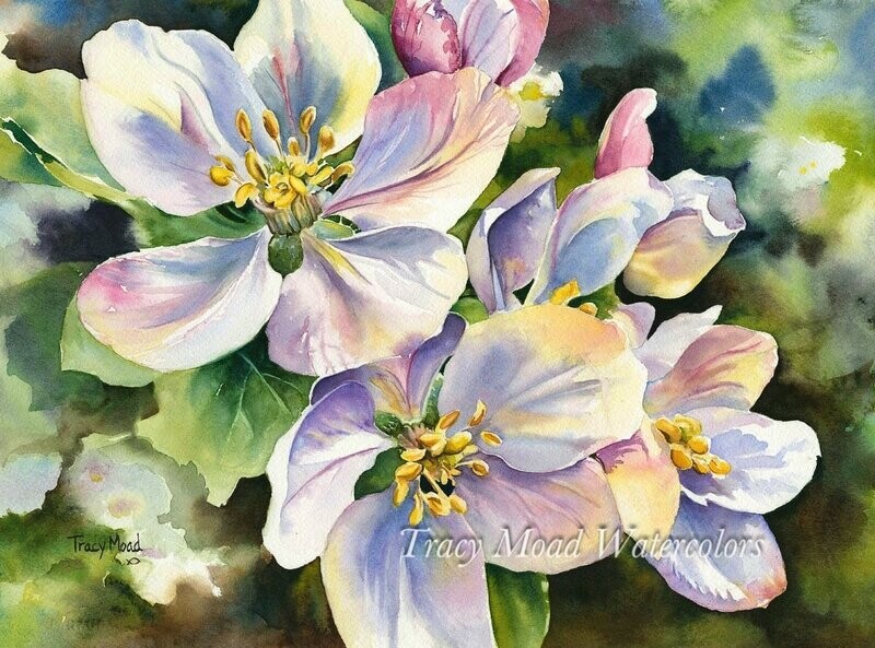 "Delicate and Dainty Cherry Blossoms
