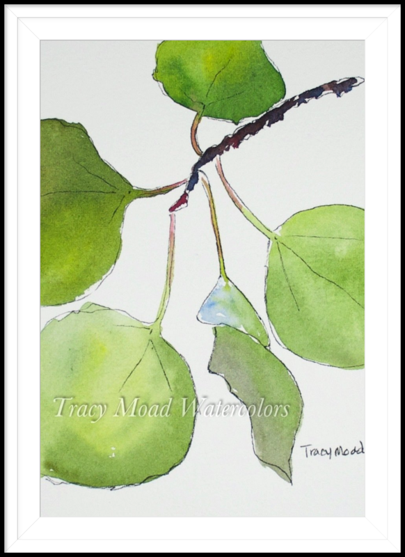 "Quaking Aspen"