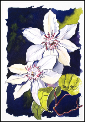 "Shimmery White Clematis"
