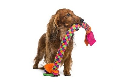 Para perritos