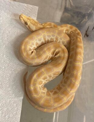 Burmese Python - Hypo Albino (Pearl)