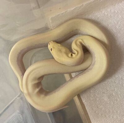 Burmese Python - Super Hypo Albino (Blizzard)
