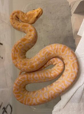 Burmese Python - Albino