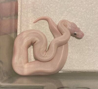 Ball Python - Blue Eyed Lucy