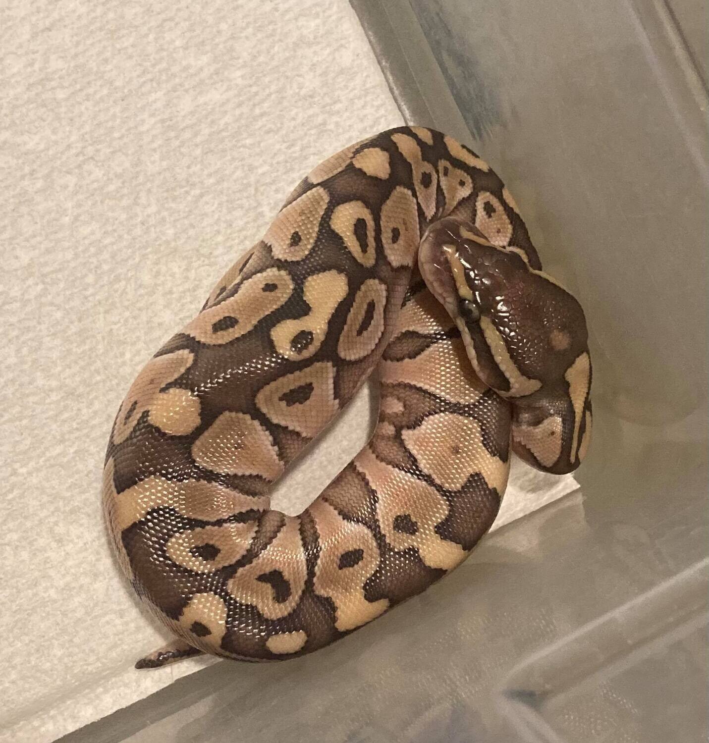 Ball Python - Pastel Mojave