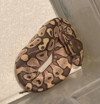 Ball Python - Pastel Mojave